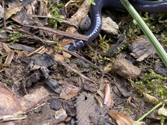 Dermophis occidentalis