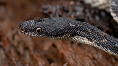 Nothopsis rugosus