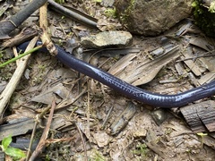 Dermophis occidentalis