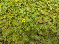 Ranunculus radicans