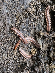 Pseudopolydesmus canadensis