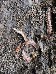 Pseudopolydesmus canadensis