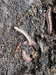 Pseudopolydesmus canadensis