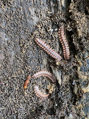 Pseudopolydesmus canadensis
