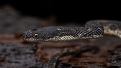 Nothopsis rugosus