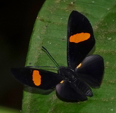 Isapis agyrtus sestus