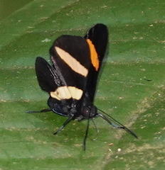 Isapis agyrtus sestus