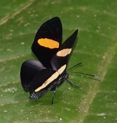 Isapis agyrtus sestus