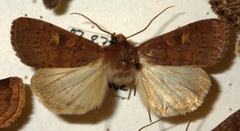 Xestia xanthographa