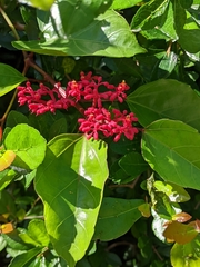Cissus biformifolia