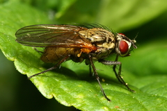 Hydrophoria lancifer