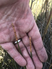 Eleocharis cellulosa