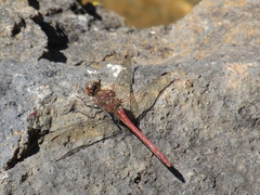 Sympetrum nigrifemur
