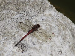 Sympetrum nigrifemur