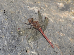 Sympetrum nigrifemur