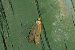 Carolana ascriptella