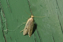 Carolana ascriptella