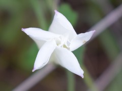 Calystegia collina