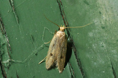 Carolana ascriptella