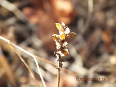 Pedicularis lanceolata