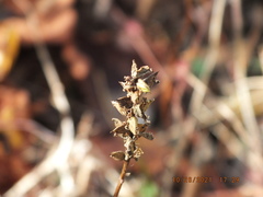 Pedicularis lanceolata