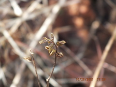Pedicularis lanceolata