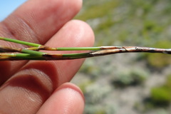 Elegia microcarpa