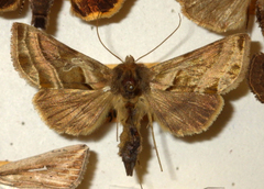 Euchalcia variabilis