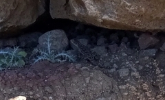 Acanthocercus minutus