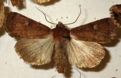 Xestia xanthographa