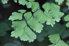 Adiantum tenerum