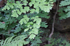 Adiantum tenerum