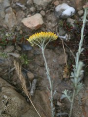 Helichrysum rutilans