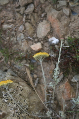 Helichrysum rutilans