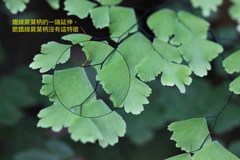 Adiantum tenerum