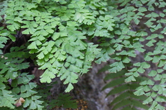 Adiantum tenerum