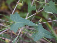 Calystegia collina