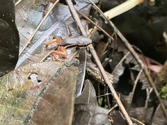 Silverstoneia flotator