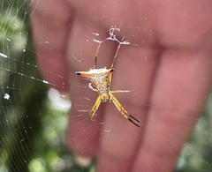 Micrathena crassispina