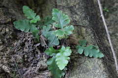 Tectaria zeilanica