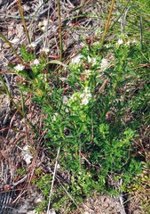 Lobostemon capitatus