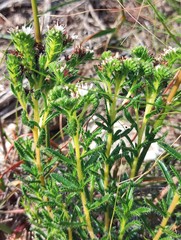 Lobostemon capitatus
