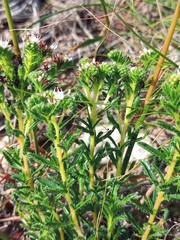 Lobostemon capitatus