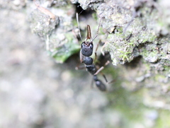 Harpegnathos venator