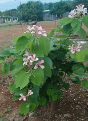 Bauhinia monandra