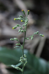 Blumea sinuata