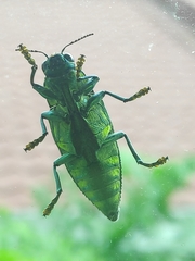 Chrysodema dalmanni