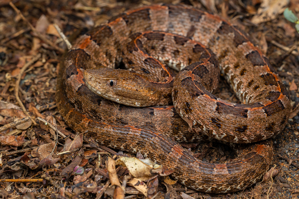 Slender Hognose Viper From Guanacaste, Costa Rica On September 24, 2021 