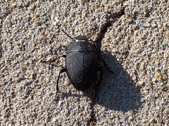 Erodius tibialis