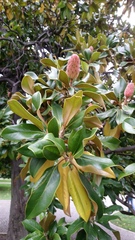 Magnolia grandiflora